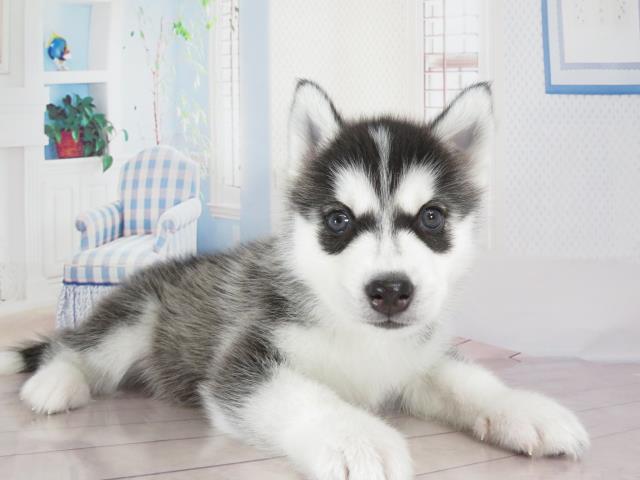 シベリアンハスキーの子犬一覧 ペットショップcoo Riku
