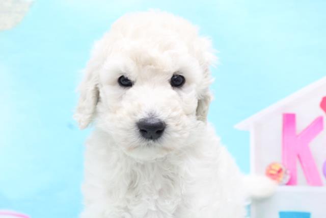 スタンダードプードルの子犬一覧 ペットショップcoo Riku