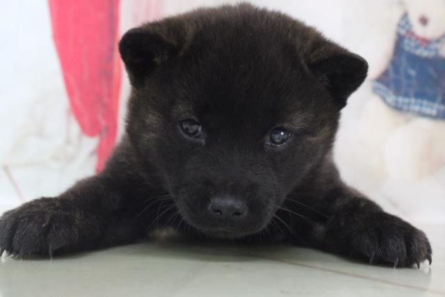 最も好ましい 甲斐 カイケン 犬 Blogpictminh 最も好ましい 甲斐 カイケン 犬 Blogpictminh