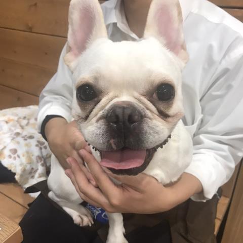 フレンチブルドッグの子犬 メス 沖縄浦添店 ペットショップcoo Riku