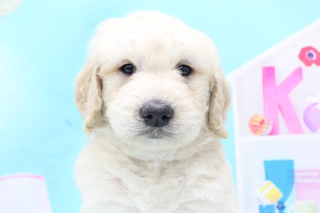 ワンちゃん ネコちゃん 子犬 子猫 検索結果 ペットショップcoo Riku