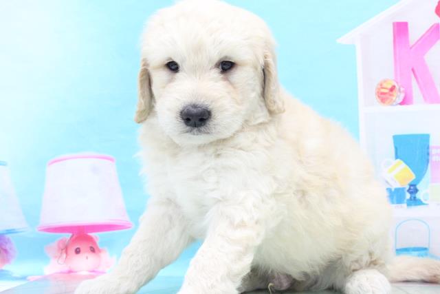 ワンちゃん ネコちゃん 子犬 子猫 検索結果 ペットショップcoo Riku