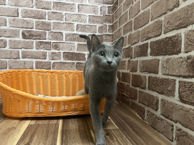 ロシアンブルー