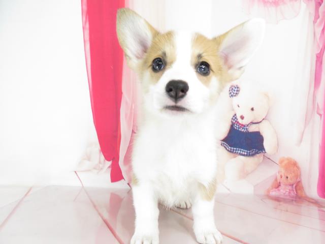 ウェルシュ コーギー ペットショップcoo Riku