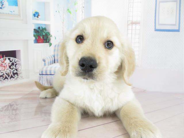 ゴールデン レトリバーの子犬一覧 ペットショップcoo Riku ゴールデン レトリバーの子犬一覧 ペットショップcoo Riku