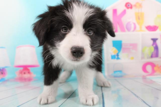 ボーダーコリー ペットショップcoo Riku