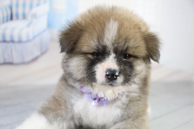 秋田犬の子犬 オス 福岡西店 ペットショップcoo Riku 秋田犬の子犬 オス 福岡西店 ペットショップcoo Riku