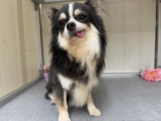 チワワ(ロングコート)