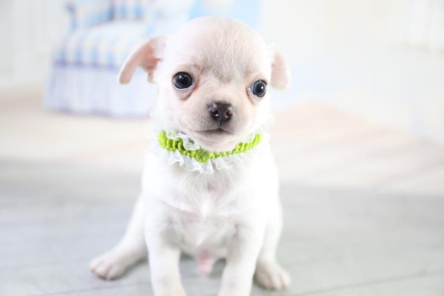 チワワ スムースコート の子犬一覧 ペットショップcoo Riku チワワ スムースコート の子犬一覧 ペットショップcoo Riku