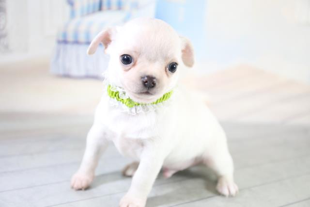 チワワ スムースコート の子犬一覧 ペットショップcoo Riku チワワ スムースコート の子犬一覧 ペットショップcoo Riku
