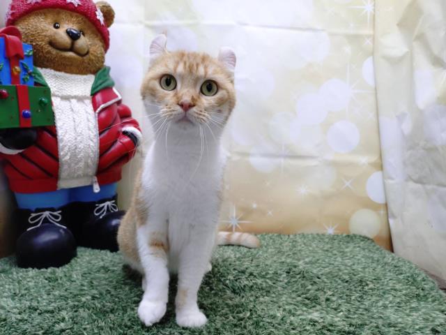 アメリカンカール