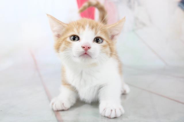 マンチカンの子猫 メス 小倉店 ペットショップcoo Riku