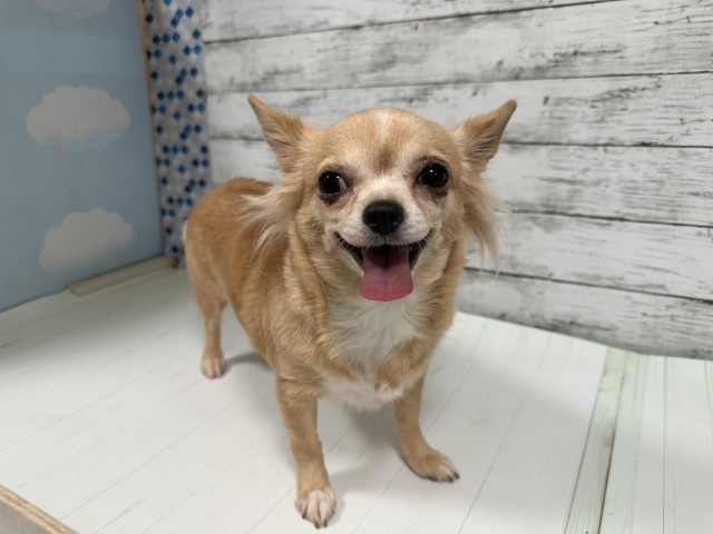 チワワ(ロングコート)