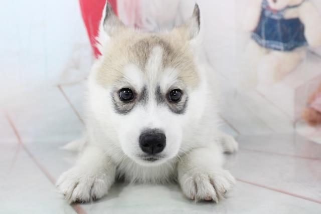 シベリアンハスキーの子犬一覧 ペットショップcoo Riku シベリアンハスキーの子犬一覧 ペットショップcoo Riku