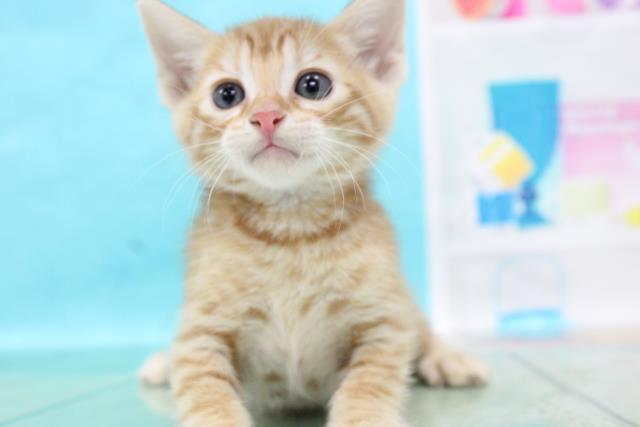 ベンガルの子猫（オス♂） 長崎佐世保店｜ペットショップCoo＆RIKU