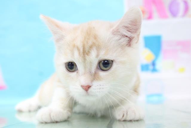 マンチカンの子猫一覧 ペットショップcoo Riku