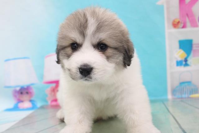 ペットショップcoo Riku グレートピレニーズ