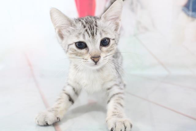 ペットショップcoo Riku エジプシャンマウ