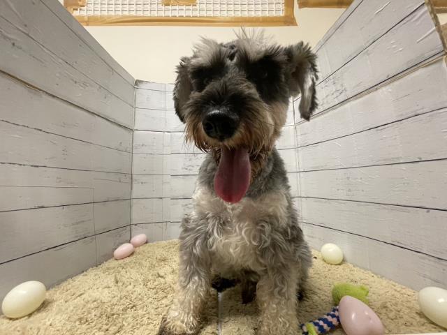 ミニチュア・シュナウザー