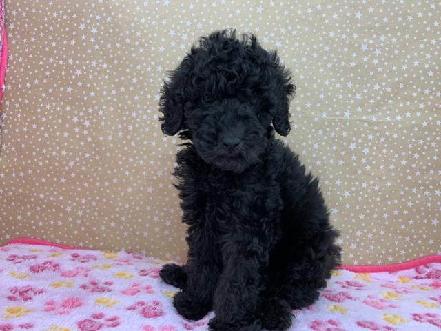 スタンダードプードルの子犬一覧 ペットショップcoo Riku スタンダードプードルの子犬一覧 ペットショップcoo Riku