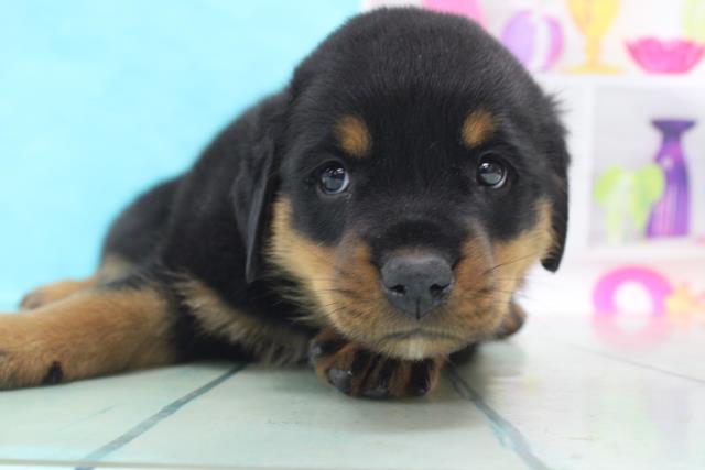 ロットワイラーの子犬 オス 枚方店 ペットショップcoo Riku