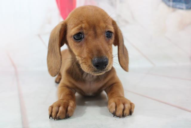 ミニチュア ダックスフンド スムースヘアー ペットショップcoo Riku