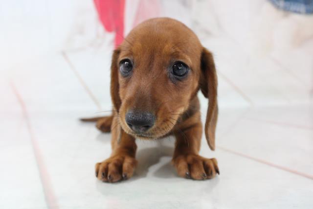 ミニチュア ダックスフンド スムースヘアー の子犬 メス 川口戸塚店 ペットショップcoo Riku