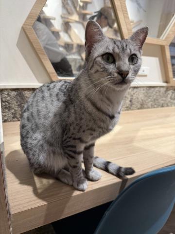 エジプシャンマウ