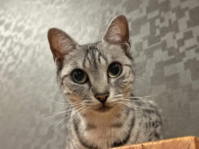 エジプシャンマウ