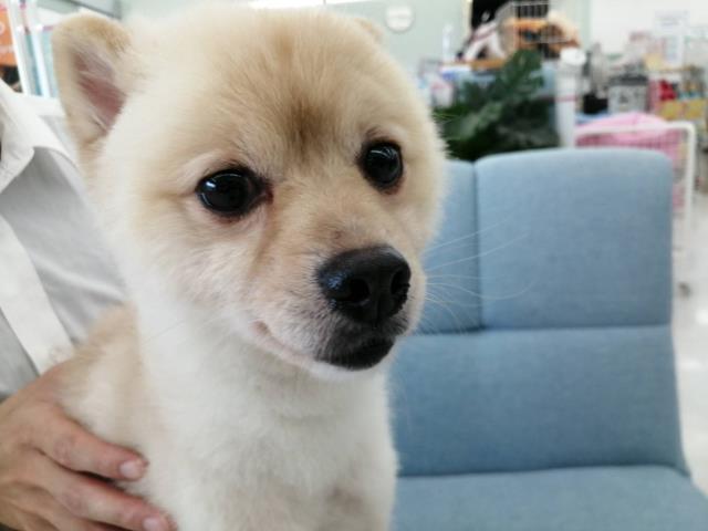 ポメラニアンの子犬 オス 東広島店 ペットショップcoo Riku