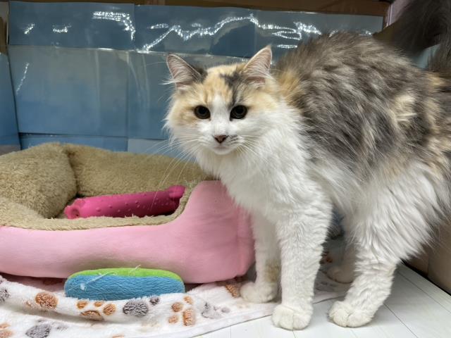 ノルウェージャン・フォレストキャット