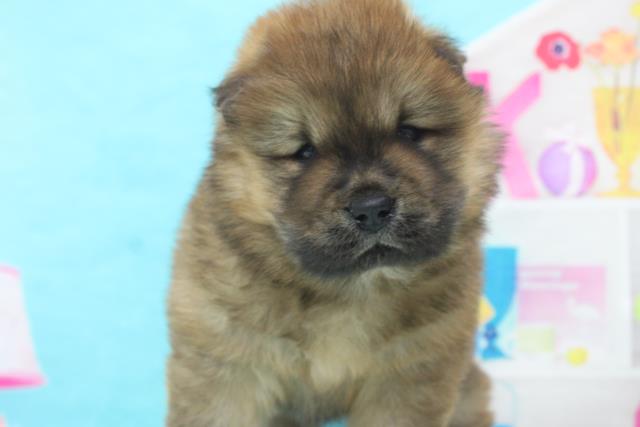 チャウチャウの子犬一覧 ペットショップcoo Riku チャウチャウの子犬一覧 ペットショップcoo Riku