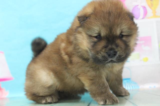 チャウチャウの子犬一覧 ペットショップcoo Riku チャウチャウの子犬一覧 ペットショップcoo Riku