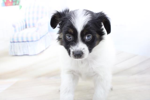 一緒におでかけ お散歩犬特集 ペットショップcoo Riku