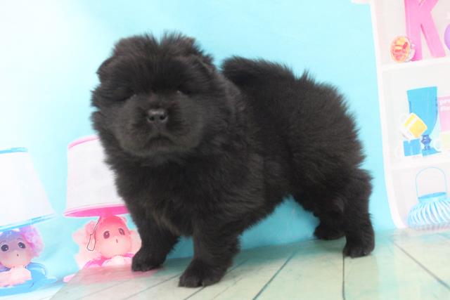 チャウチャウの子犬一覧 ペットショップcoo Riku チャウチャウの子犬一覧 ペットショップcoo Riku