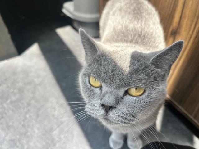 ブリティッシュショートヘアー