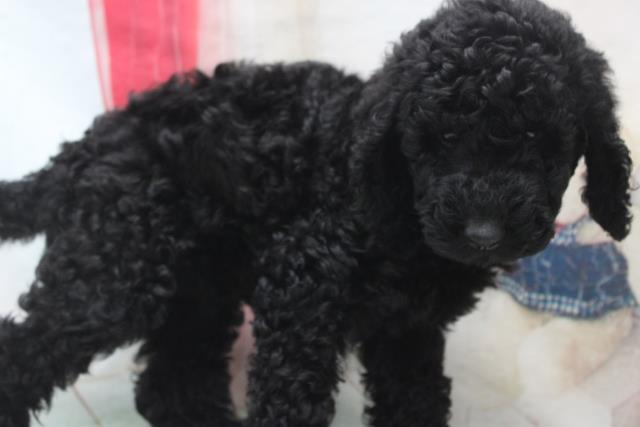 スタンダードプードルの子犬一覧 ペットショップcoo Riku スタンダードプードルの子犬一覧 ペットショップcoo Riku
