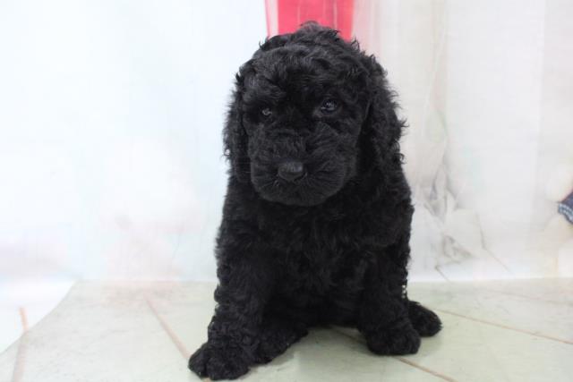 スタンダードプードルの子犬一覧 ペットショップcoo Riku スタンダードプードルの子犬一覧 ペットショップcoo Riku