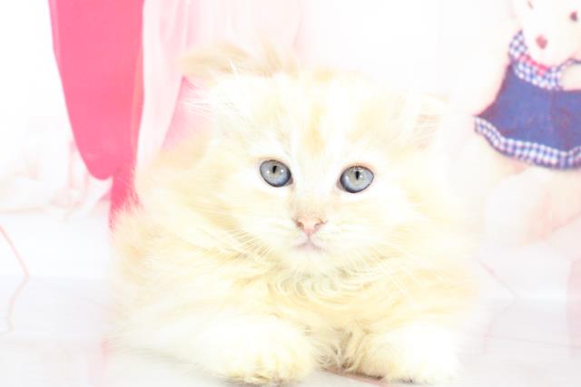 千葉県のスコティッシュフォールド (Coo&RIKU南柏店/2021年3月20日生まれ/女の子/レッドタビー)の子猫