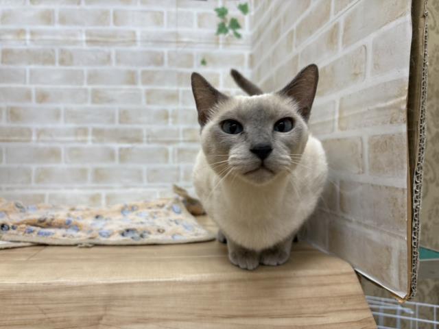 シャム
