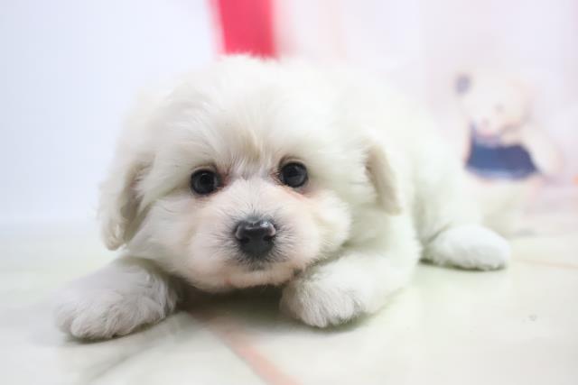 Mix ハーフ の子犬一覧 ペットショップcoo Riku Mix ハーフ の子犬一覧 ペットショップcoo Riku