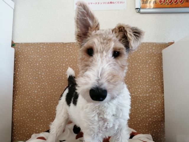 ワイアーフォックス テリアの子犬一覧 ペットショップcoo Riku