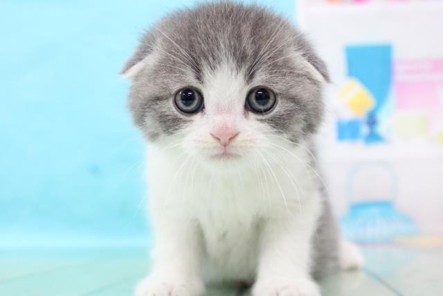 スコティッシュフォールドの子猫一覧 ペットショップcoo Riku スコティッシュフォールドの子猫一覧 ペットショップcoo Riku