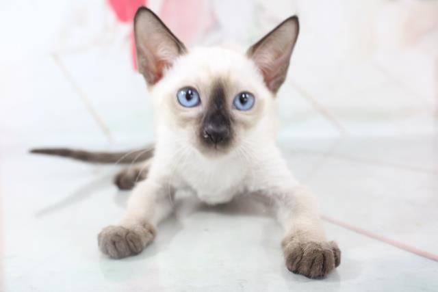 シャムの子猫一覧 ペットショップcoo Riku シャムの子猫一覧 ペットショップcoo Riku