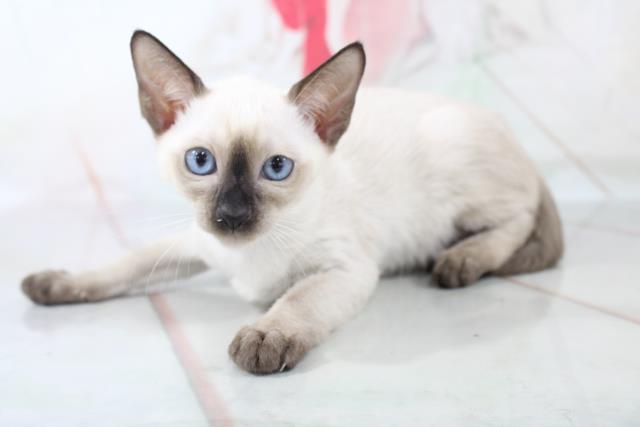 シャムの子猫一覧 ペットショップcoo Riku シャムの子猫一覧 ペットショップcoo Riku