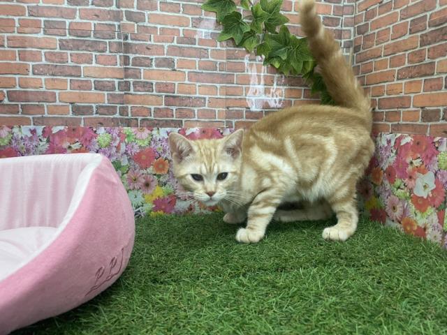 保護猫一覧 ペットショップcoo Riku 保護猫一覧 ペットショップcoo Riku