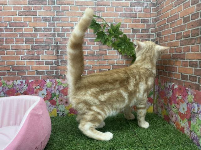 保護猫一覧 ペットショップcoo Riku 保護猫一覧 ペットショップcoo Riku
