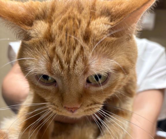 アメリカンショートヘアー