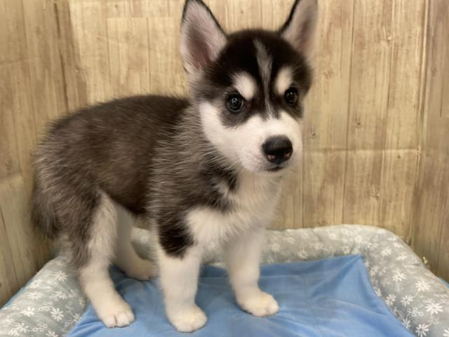 シベリアンハスキーの子犬 メス 相模原店 ペットショップcoo Riku