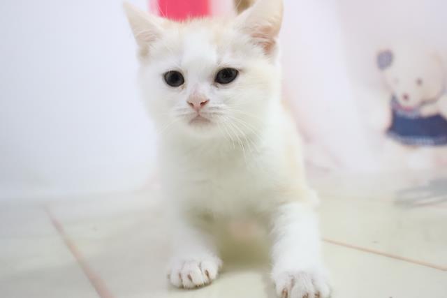福岡県のスコティッシュフォールド (Coo&RIKU福岡西店/2021年4月9日生まれ/女の子/クリームタビーホワイト)の子猫